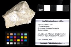 Foto (Objekt + Etiketten) von ? Goniodromites sp. 